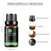 MAYJAM Essential Oil Tea Tree Aroma Oil 10ml Essential Oil