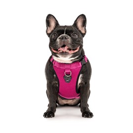 Canada Pooch Everything No Pull Dog Harness - Easy Walk Harness for Dogs with Breathable Mesh Exterior, Adjustable Dog Walking Harness Great for Dogs Pink / XL