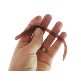 Set of 24 Stretchy Earthworm Stretchy Noodle Fidget Toys - Fun Realistic Worm Long Stretch Toys - Soft & Flexible - Fidget Sensory Toy - Stretchy Noodle String (2 Dozen)