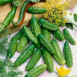 Parisian Gherkin F1 Hybrid AAS Cucumber Seeds - 1 Oz ~950 Seeds - Non-GMO, F1 Hybrid - Vegetable Garden - Cucumis sativus