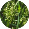 Living Libations Sweet Vernal Grass Absolute, 15ml