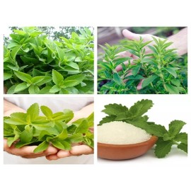 400+ STEVIA REBAUDIANA SEEDS (0.5g) NATURAL SWEETENER ORGANIC NON-GMO USA Seller