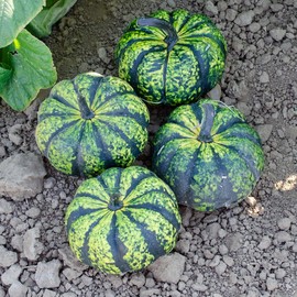 20 Green Pinwheel Phantomita Seeds - Non GMO - Miniature Pumpkins - Lime Green with Dark Green Stripes and Speckles - Marde Ross & Company - Up to One Pound