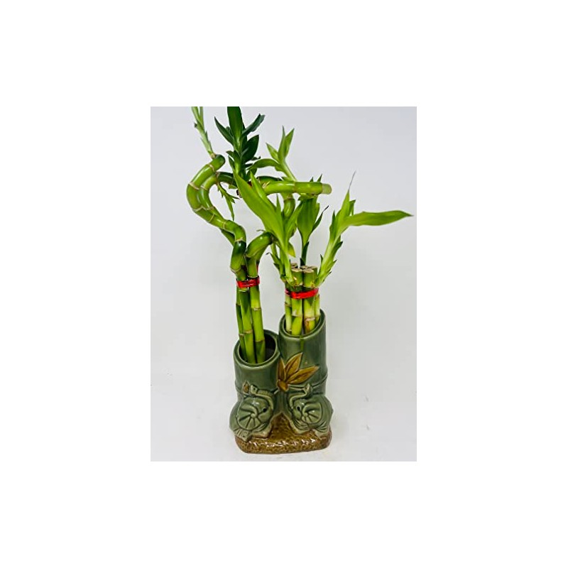Jmbamboo - Live 10style Lucky Bamboo Plant Arrangement with Ceramic