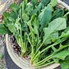 국내산 남해 보물초 해풍 시금치 500g Domestic South Sea Treasure