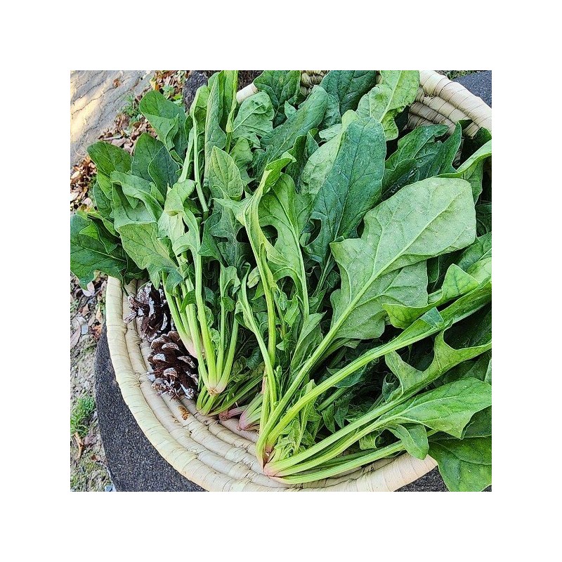 국내산 남해 보물초 해풍 시금치 500g Domestic South Sea Treasure