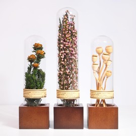 3Pcs Dried Flowers Decor, Natural Plant Decor with Wooden Base for Boho Home Tables,Book Shelf, Office Decor,Rustic Farmhouse Decor, Africa Home Decor,Unique Gifts for Plant Lovers,Friends,Family