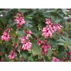Buy Rare Seeds Cestrum elegans Smithii | Pink Cestrum |