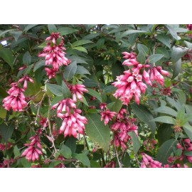 Buy Rare Seeds Cestrum elegans Smithii | Pink Cestrum | 10_Seeds