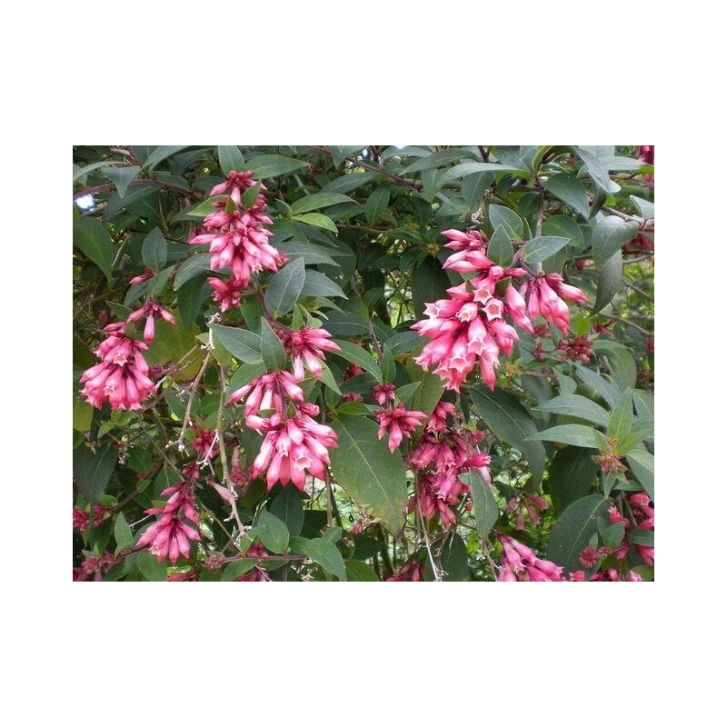 Buy Rare Seeds Cestrum elegans Smithii | Pink Cestrum |