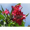 Hawaiian Red Plumeria Plant Cutting Kanoa Hawaii 1 Pack SK34
