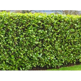 Shrub 25 Cherry Laurel 6-8"+ Fresh Cuttings For Rooting Shrubs Hedges Trees Privacy