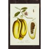 Pawpaw (Asimina triloba) Notebook: Botanical Art with F.J. Schultz Image