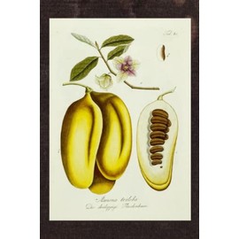 Pawpaw (Asimina triloba) Notebook: Botanical Art with F.J. Schultz Image | Blank 6x9 Paperback Notebook 160 Pages