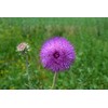 Brown Farm Academy Bull Thistle (Cirsium vulgare) Organic non-GMO Seeds