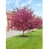 Centurion Crabapple Tree, Vibrant Pink-Red Flowering, Cold Hardy, Vibrant Reddish