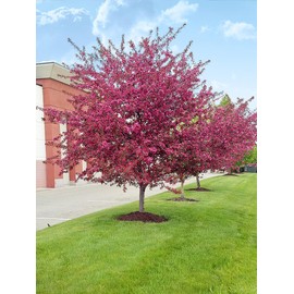 Centurion Crabapple Tree, Vibrant Pink-Red Flowering, Cold Hardy, Vibrant Reddish Foliage, 7 Gallon (Due to Agricultural Laws, we Cannot Ship to CA, AZ, AK, or HI)