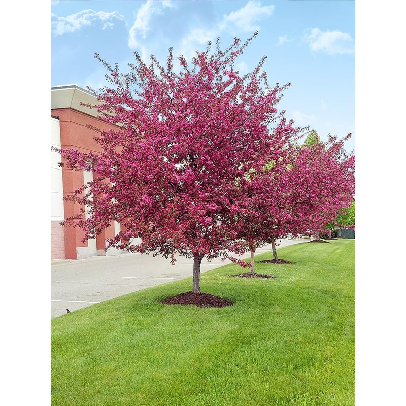 Centurion Crabapple Tree, Vibrant Pink-Red Flowering, Cold Hardy, Vibrant Reddish