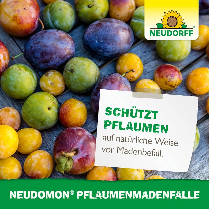 Neudorff 33439 Neudomon Maggot Trap for Plums 1 Set