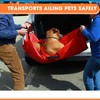 Transport Stretcher for Dogs | Emergency Animal Carrier with Safety
