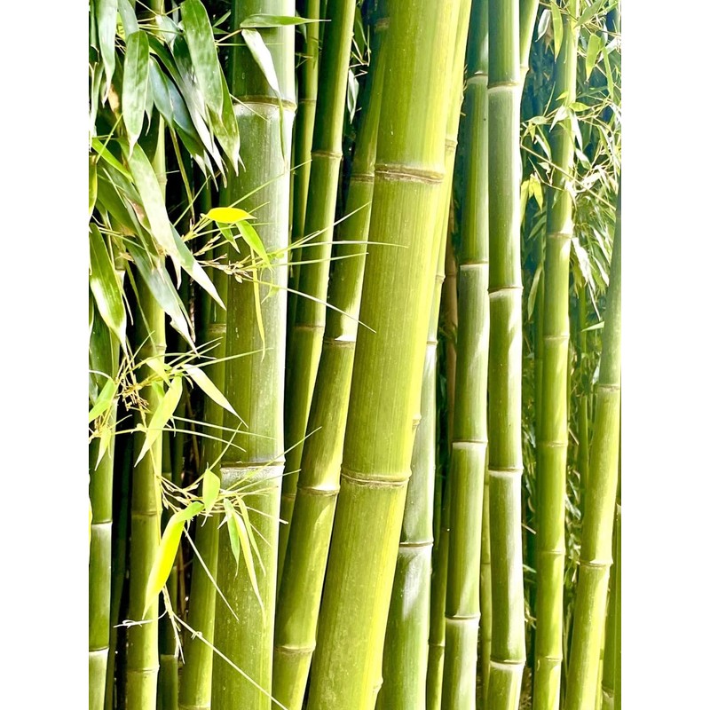 Bampoo Premium 100% Bamboo Pulp Toilet Paper Unbeached 3 PLY