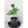 Tree Japanese Black Pine 'Mikawa' Trained Pre-Bonsai Tree - 1