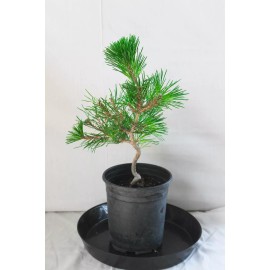 Tree Japanese Black Pine 'Mikawa' Trained Pre-Bonsai Tree - 1 Gallon Informal Upright