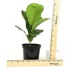 Plants for Pets Ficus Lyrata Fiddle Leaf Fig Plant, House