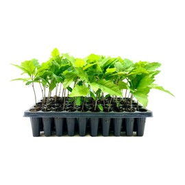 Shumard Red Oak | 10 Live Trees | Quercus Shumardii | Drought Tolerant Weather Resistant Shade Planting