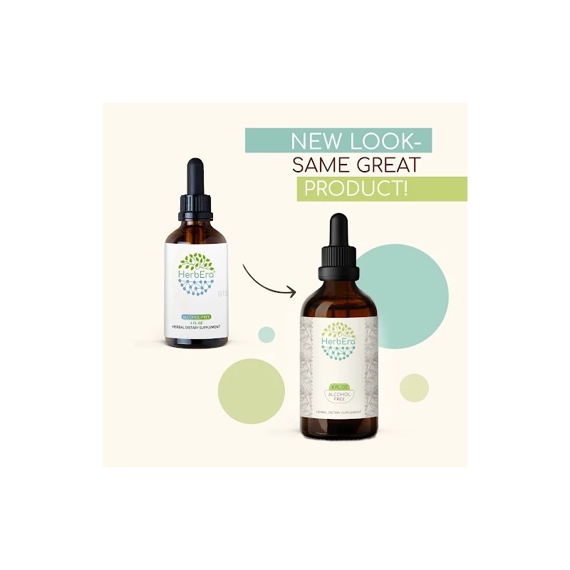 HerbEra Blue Cohosh Alcohol-FREE Tincture, (Caulophyllum Thalictroides) - 2 fl