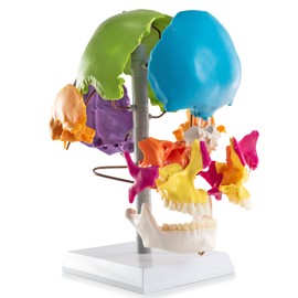 MediTrainer 22-Pcs Life Size Color-Coded Exploded Human Skull Model
