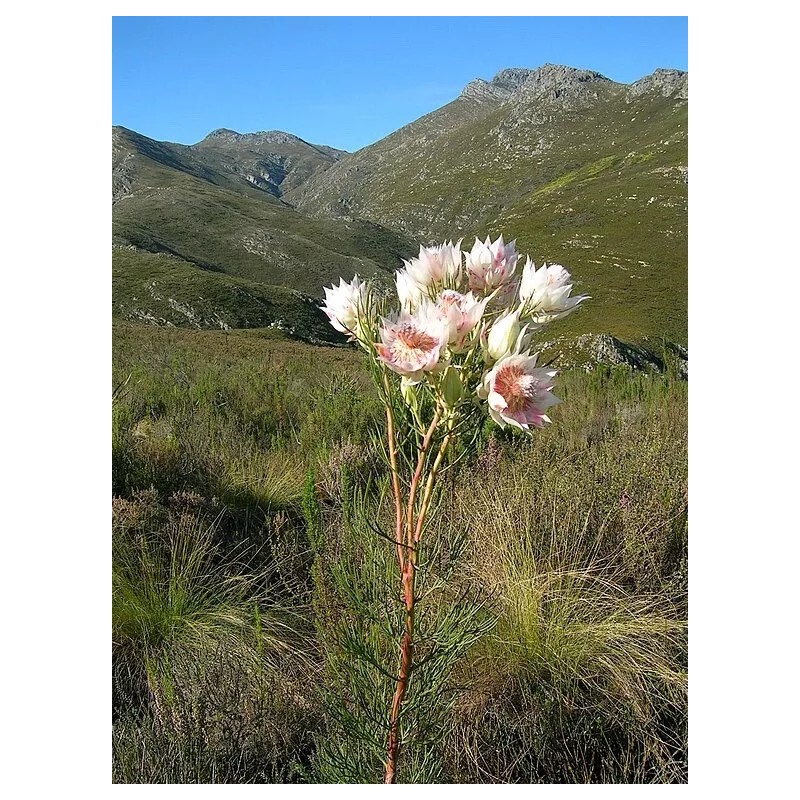 Protea Serruria florida seeds (Blushing Bride) RARE high quality source