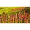 Food to Live Organic Red Quinoa, 10 Pounds – Non-GMO,