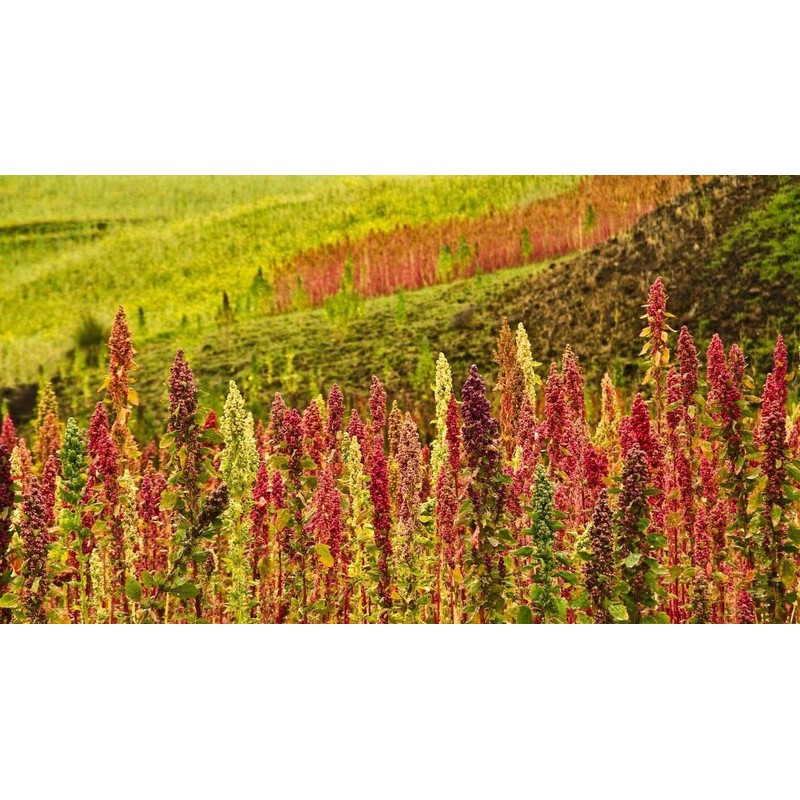 Food to Live Organic Red Quinoa, 10 Pounds – Non-GMO,