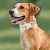 Hedgehog Dog Collar for Small Dogs, Green Pet Collar with