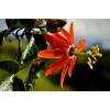 Buy Rare Seeds Passiflora manicata | Red Passion Flower| 10_Seeds