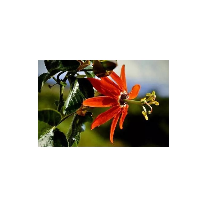 Buy Rare Seeds Passiflora manicata | Red Passion Flower| 10_Seeds