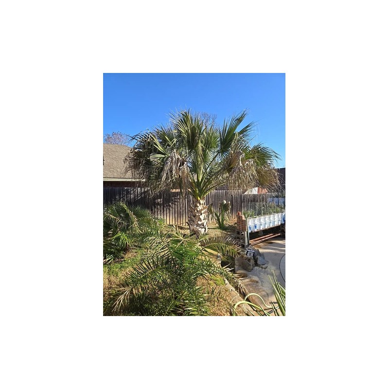 Fresh Texas Sabal Palm Tree Seeds Cold Hearty Fresh And