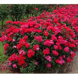 New Life Nursery & Garden-Red Double Knockout Rose, Quart Pot