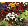 Pansy, Swiss Giant Mixed Color Flower Seeds, Pack of 2000+