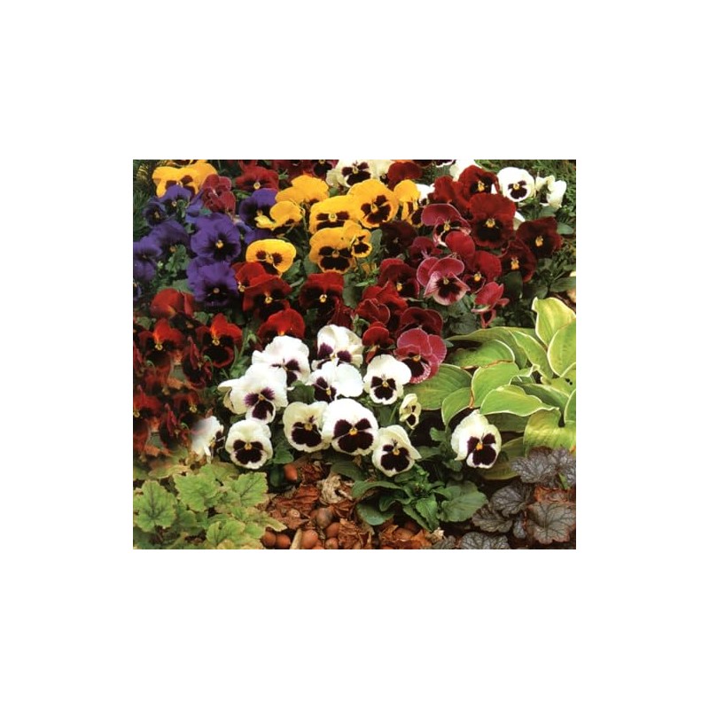 Pansy, Swiss Giant Mixed Color Flower Seeds, Pack of 2000+