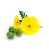 PRECURSOR TST * 120 Capsules * Energy, Emotional Balance, Immunity,