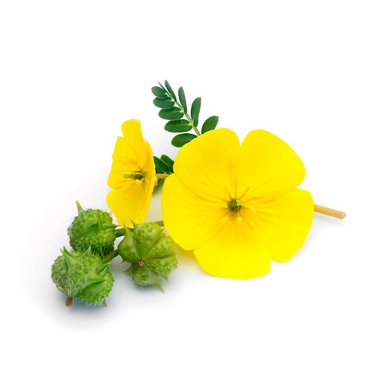 PRECURSOR TST * 120 Capsules * Energy, Emotional Balance, Immunity,