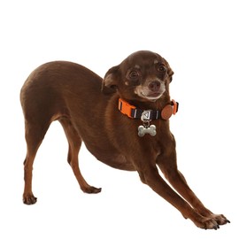 Toh Adjustable Dog Collar with ID Tag – Soft Polyester, Quick Release Buckle – Durable, Waterproof, Cute Dog Collar – Puppy Collar, Stylish Pet Accessories (Eclipse, XSmall)