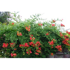Campsis radicans Seeds,(Red Trumpet Vines ) - Hummingbird favorite !