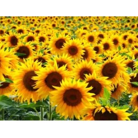 Jamie's bargain store 20 + Peredovik sunflower Seeds Organic non-GMO USA Seller