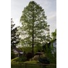 Dawn Redwood | Medium Tree Seedling | The Jonsteen Company