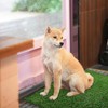 Cover Geny Dog Grass Mat, Synthetic Turf for Indoor/Outdoor Puppy