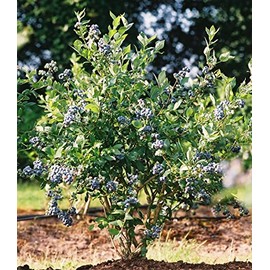 (1) - Mini Blues Blueberry Bush - Starter Plant (4m) (1 Live Plant)