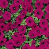 Outsidepride Wave Petunia Seeds - 15 Pcs Annual, Long-Blooming, Classic